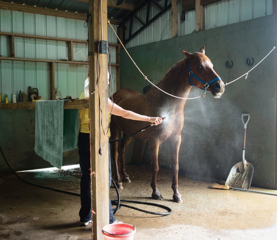 Woman washing a chestnut gelding horse in a barn.