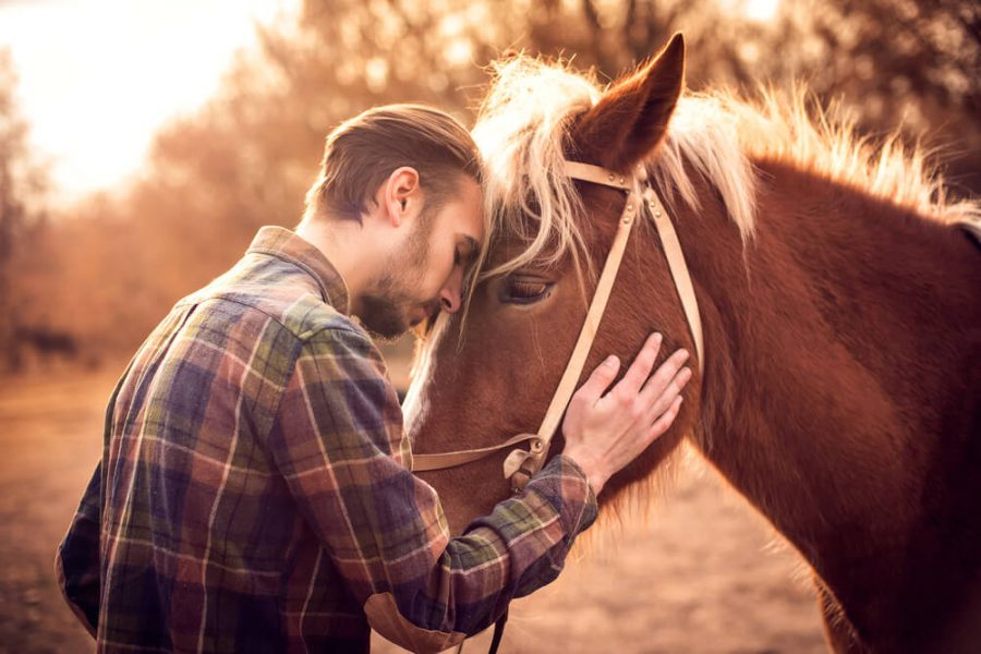 Relationship between the Jockey and the Horse 