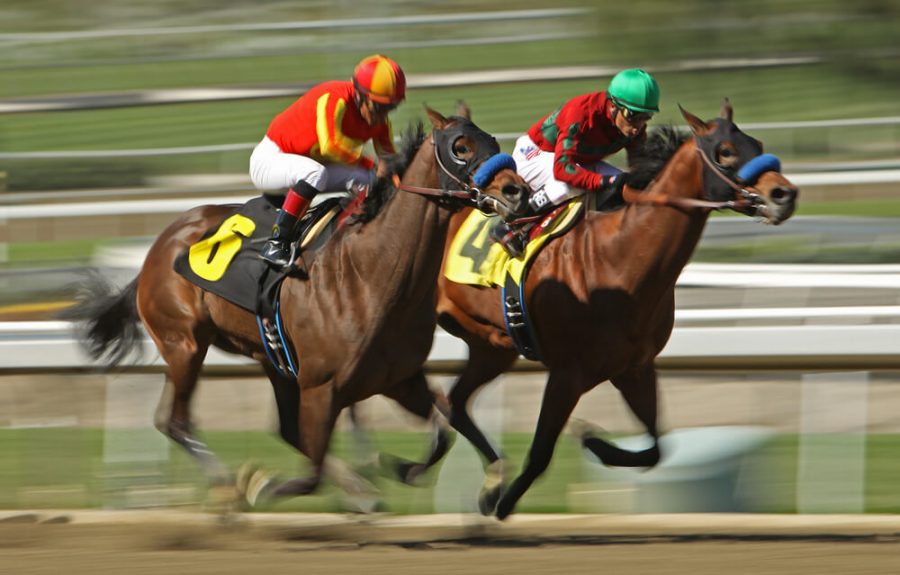  Comprehensive Guide on How You Can Start Horse Trading and Win The History of Horse Racing